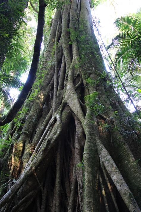 Small Leaf Fig Ficus Obliqua One Of Australia S Largest Flickr