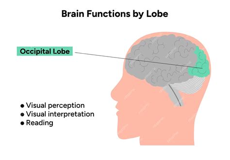 Premium Vector | Brain functions by lobe Occipital lobe