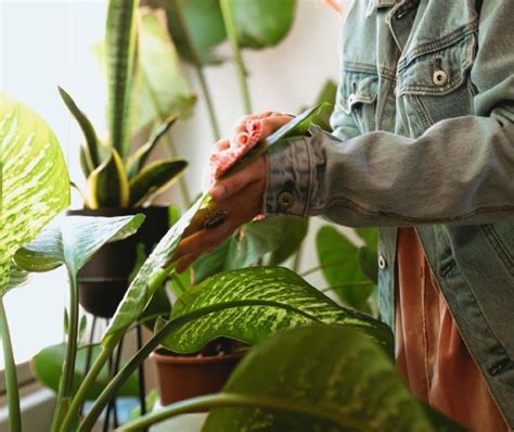 Aplica Estos 2 Trucos Para Dar Brillo A Las Hojas De Tus Plantas Con