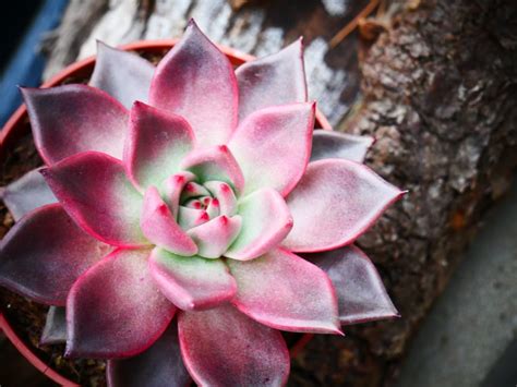 2,000+ Best Succulent Photos · 100% Free Download · Pexels Stock Photos