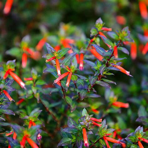 Cigar Plant Seeds Cuphea Ignea Scarlet Flower Seed