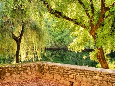 River Bank Scene Stock Image Image Of Outdoor Trees 254640121