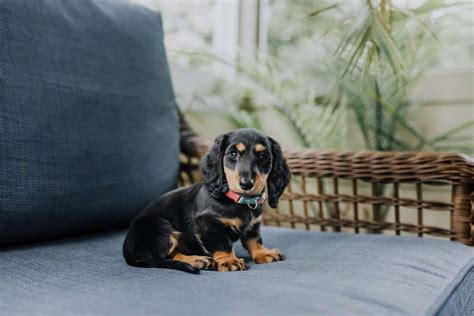 Accueillir un Chiot à la Maison Conseils et Astuces