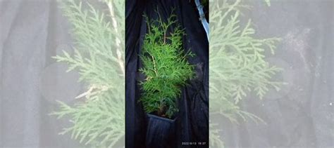 Туя компакт пирамидалис купить в Санкт-Петербурге | Товары для дома и ...