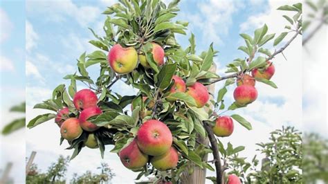 Den Herbst begrüßen Luxemburger Wort