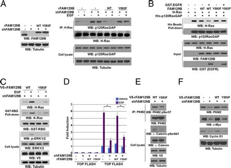 Fam129b Y593 Phosphorylation Reduces Binding Of P120 Rasgap To H Ras Download Scientific