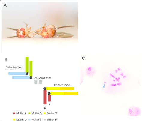 Karyotype Of Drosophila Albomicans A Drosophila Albomicans Male