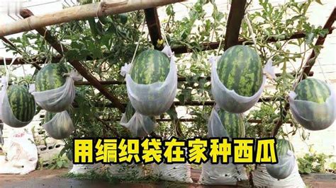 用编织袋在家种植西瓜，再搭个架子，几个月收获满满 三农视频 搜狐视频