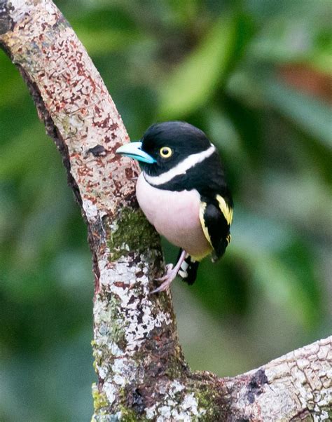 Black-and-Yellow Broadbill - ZooChat