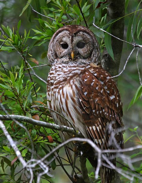 Barred Owl Strix Varia By Ashley Hockenberry The Owl Pages