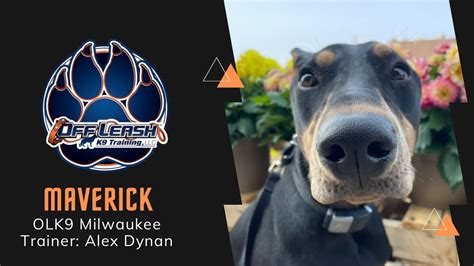 1 Yo Doberman Pinscher Maverick” Owner Testimonial E Collar