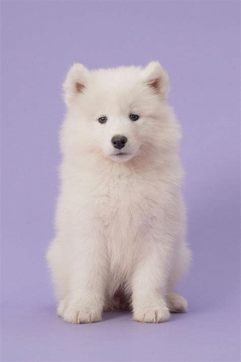 Wow Teddy Bear Or A Cute Fluffy Samoyed Pup Do You Love Cute