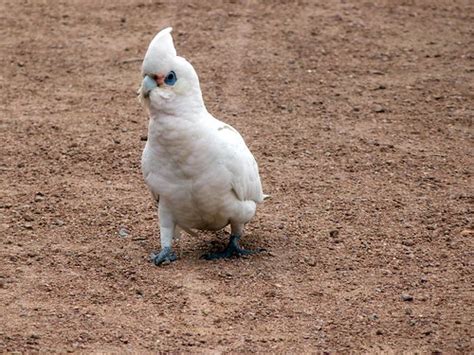 02 Cacatoès Corella Cacatua Sanguinea Little Corella Flickr