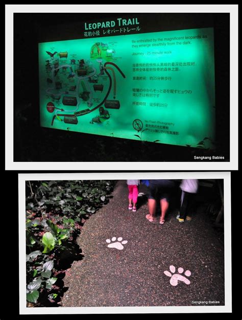 Night Safari map Archives - Sengkang Babies