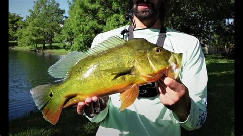 Big Fort Myers Peacock Bass Youtube