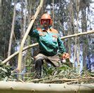 Las restricciones a la plantación de eucalipto podrían aplicarse