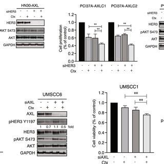 Axl Leads To Cetuximab Resistance And Increased Her Activity A Hn