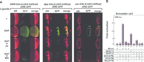 Targeted Expression And Ligand Induced Transactivation Function Of