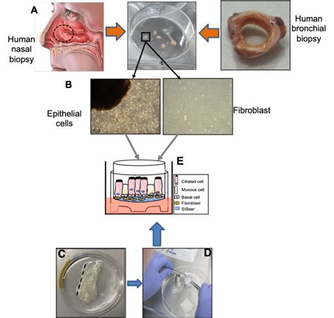 Development Of D Airway Mucosa Models Respiratory Epithelial Cells