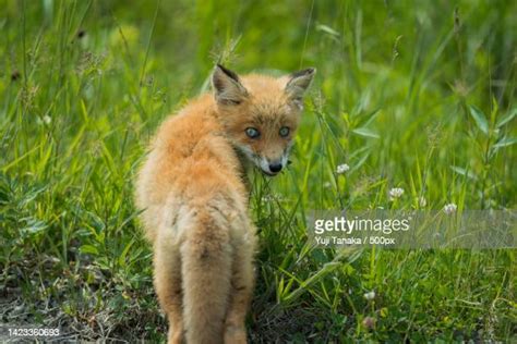 Red Fox Eating Plant Photos And Premium High Res Pictures Getty Images