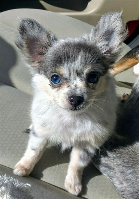 A Small Gray And White Dog Sitting On Top Of A Car Seat