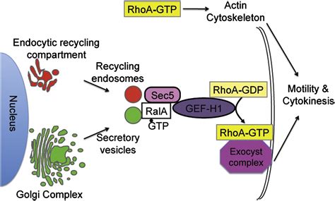 The Microtubule Associated Rho Activating Factor GEF H1 Interacts With