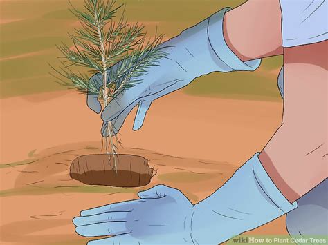 How To Plant Cedar Trees With Pictures Wikihow