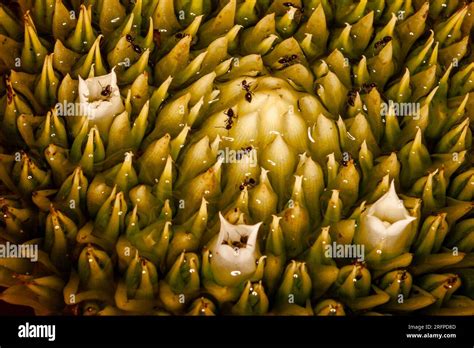 Showing Small Tits Ipam Power Hub