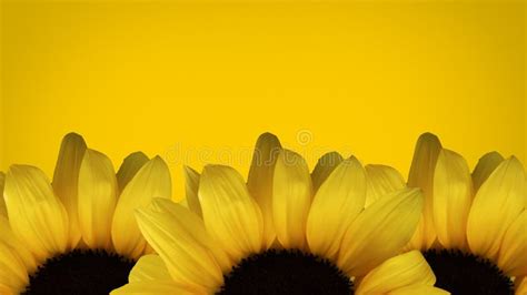 Yellow Sunflower Background Stock Image - Image of natural, sunflower ...