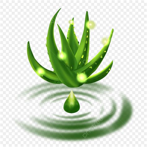 Aloe Vera Fresco Caindo Na água PNG Aloe Vera Fresco Babosa