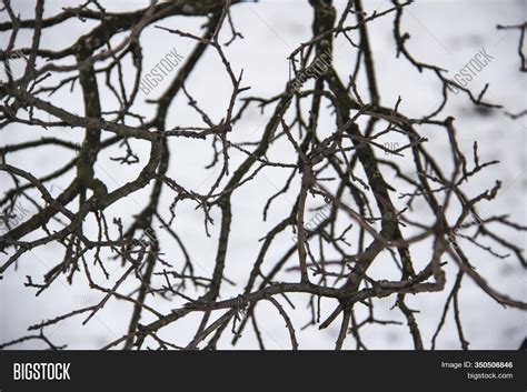 Naked Tree Branches On Image Photo Free Trial Bigstock
