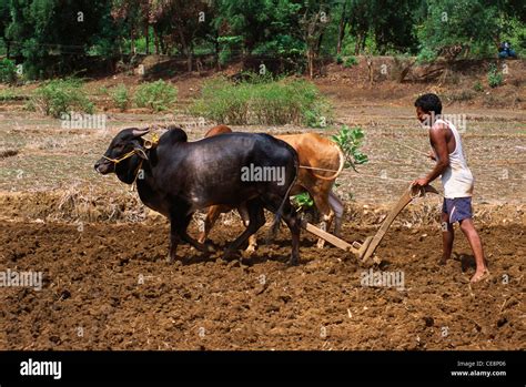 Farmer Ploughing Field Bullocks High Resolution Stock Photography And