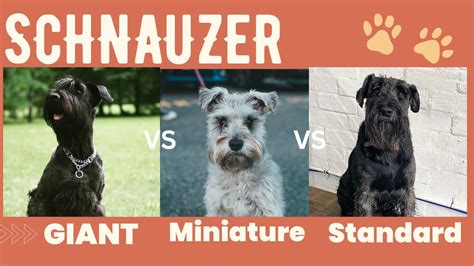 Giant Schnauzer Vs Standard Schnauzer Vs Miniature Breed Comparison