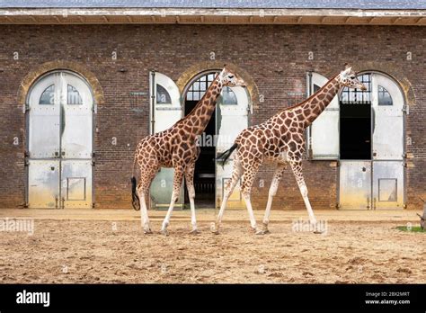 The Giraffe House the Oldest Zoo Building in the World, London Zoo ...