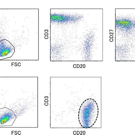 Cell Surface Antigen Analysis By Two Color Flow Cytometry A