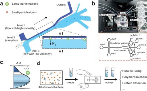 The Design And Potential Usage Of The Microfluidic Chip For