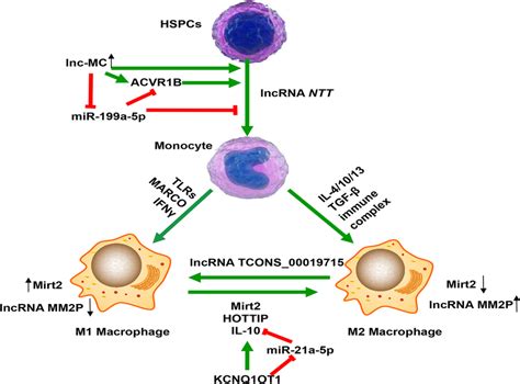 Involvement Of Lncrnas In Monocyte Macrophage Development And M M