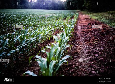 Early Cropping Hi Res Stock Photography And Images Alamy