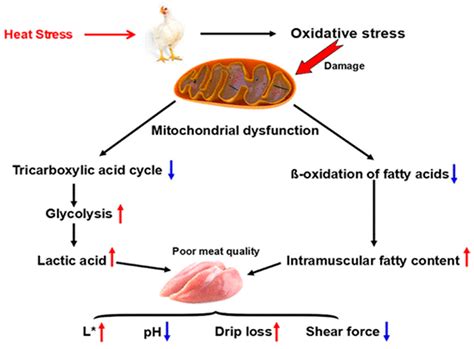 Heat/Cold Stress and Methods to Mitigate Its Detrimental Impact on Pork