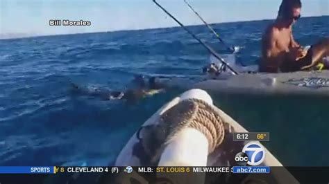 Hammerhead Shark Rams Bites Kayak Off Socal Coast Abc7 Chicago