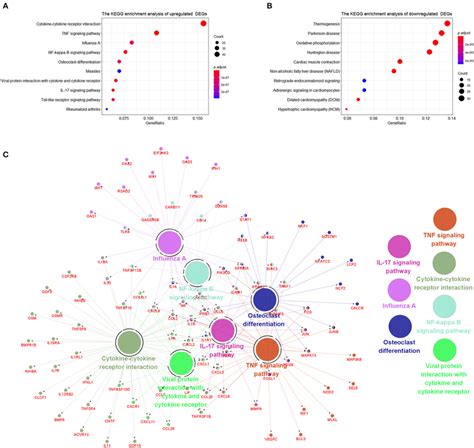 The Kyoto encyclopedia of genes and genomes (KEGG) enrichment analysis ...