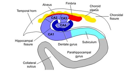 From Ca1 To Ca4 Understanding The Complex Layers Of The Cornu Ammonis