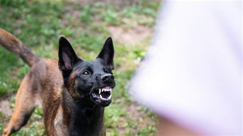 El Secreto Oculto De Los Perros La Palabra De Letras Que Los Asusta