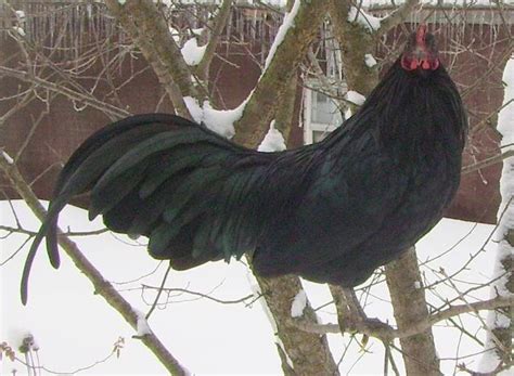 Sumatra Rooster | Rooster, Chickens, Animals