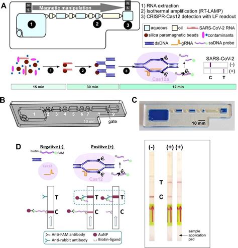 New Lab On A Chip Platform For Detecting SARS CoV 2 In Resource Limited