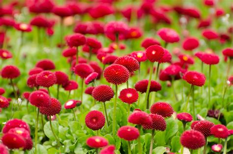 Flower wallpaper