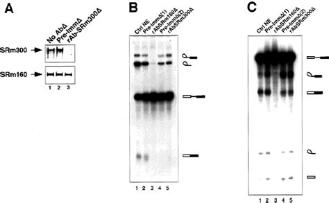 Immunodepletion Of Srm Does Not Block Splicing A Immunodepletion