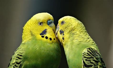 Good Parakeet Names for Blue, Green, Males & Cute Females - Petnamee