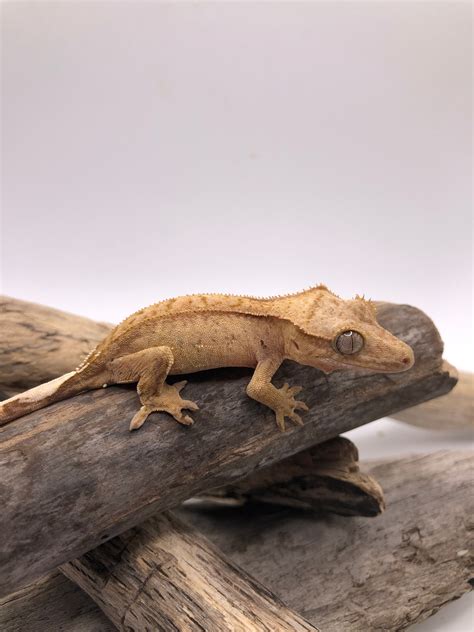 Yellow Brindle Crested Gecko By Secret Garden Geckos Morphmarket