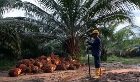 Producción de aceite de palma bajó 8 4 en un año El Nuevo Siglo